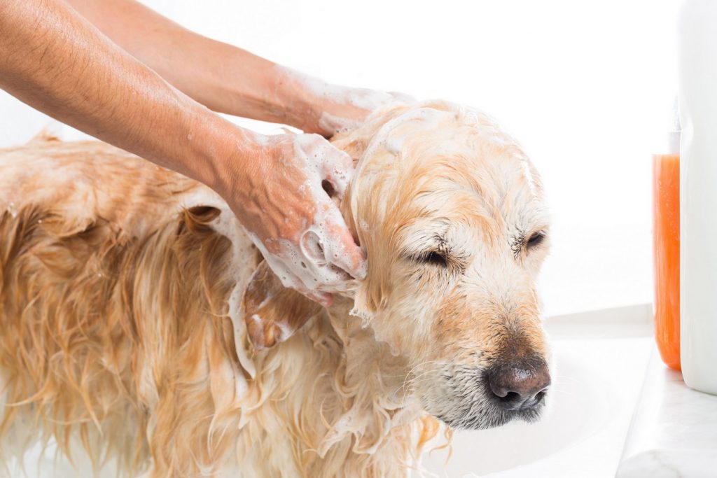 Pet Bath in Midlothian, VA Winterfield Veterinary Hospital