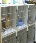 Kennel & Kitty Condos